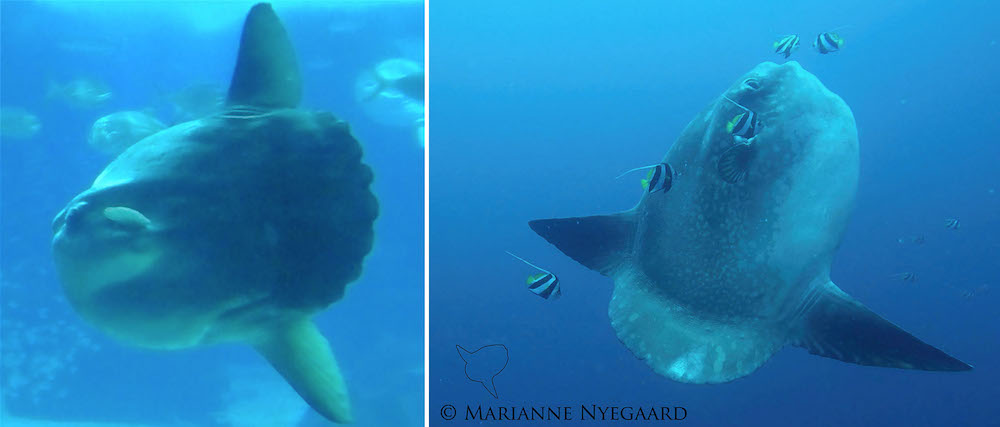 Left, Ocean Sunfish (Mola mola) - Right Southern Sunfish or Short Sunfish (Mola ramsayi) 
