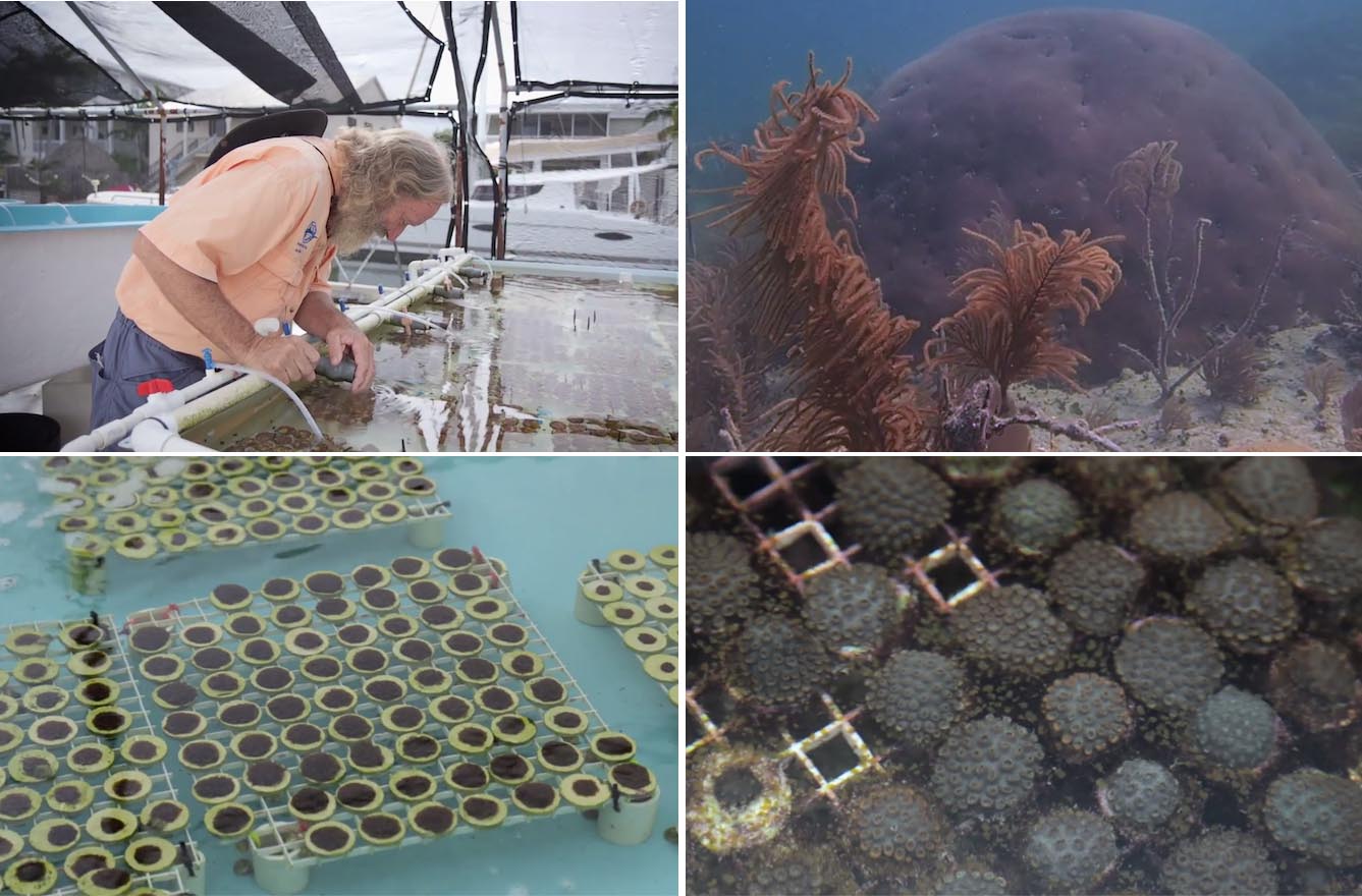 Director, David Vaughn looks over Orbicella coral fragments, large colony of Orbicella top right. 