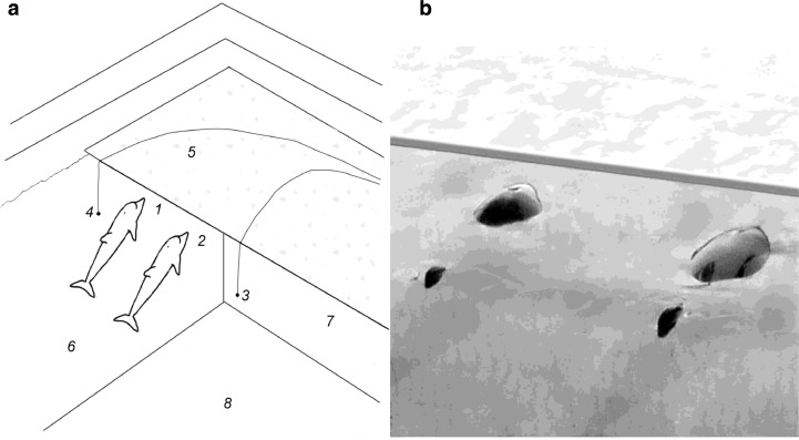 Configuration of the experiment (a) and photograph of the quasi-stationary position of the dolphins during the recording of sounds (b). Positions 1 and 2 are dolphins Yana and Yasha, respectively; 3 and 4 are the hydrophones of the first (I) and the second (II) channels; 5 is the walkway; 6 and 7 are the long and the short sides of the pool; 8 is the pool bottom.