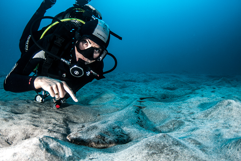 The Angle Shark is a species which is globally under significant threat which Aqua-Marina is lucky enough to see frequently.