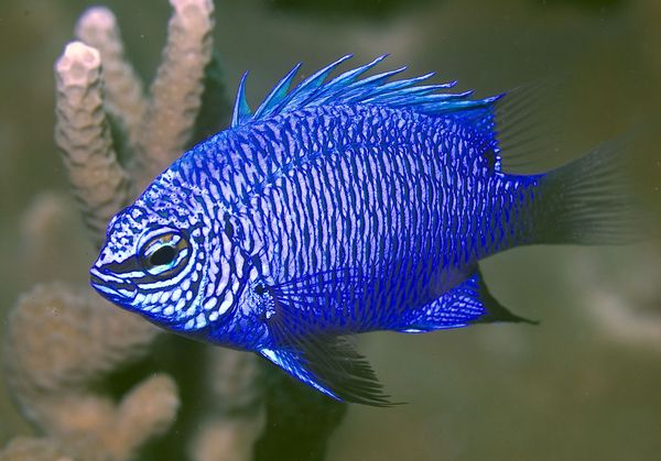 Chrysiptera cymatilis damselfish Papua New Guinea. Photo: G.R. Allen