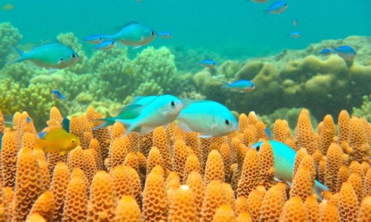 The blue-green damselfish, Chromis viridis. Credit: Jodie Rummer