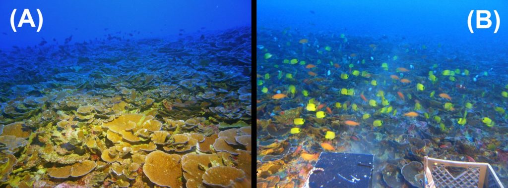 hawaii-deep-reefs
