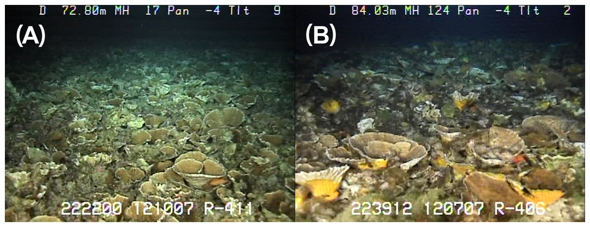  Comparison of Leptoseris-dominanted MCE habitats. (A) Kaua‘i and (B) Maui, showing the close similarity in general structure. Photo PeerJ