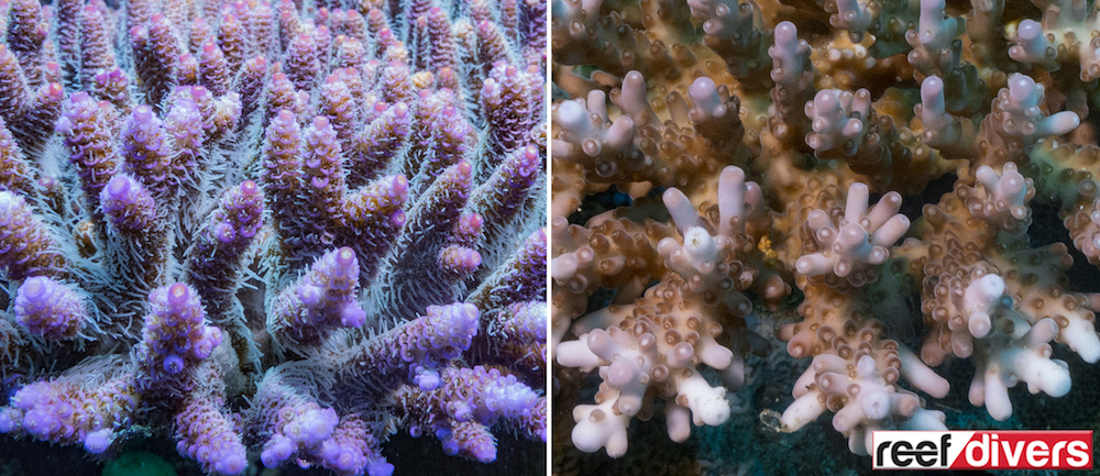 axial-corallites-acropora
