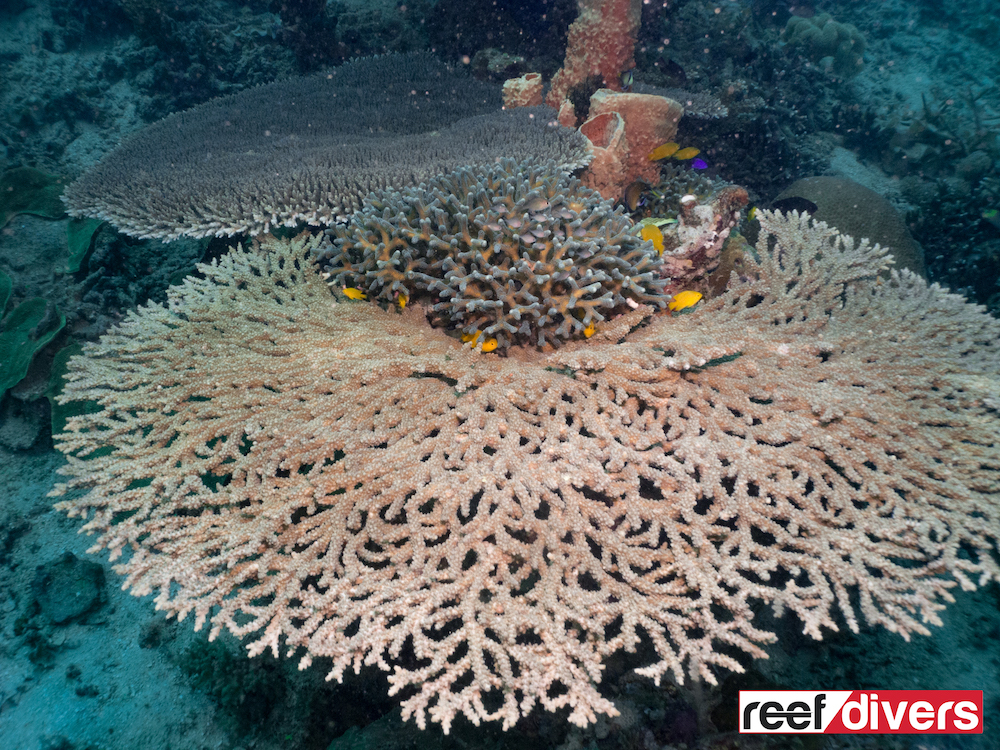 acropora-bifurcata