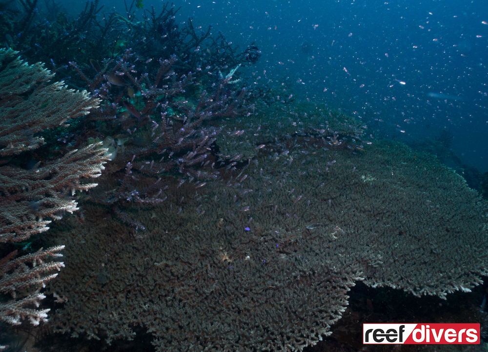 The large plating coral is Acropora cytherea. The coral on the left is A. plumosa and in the back of the photo A. gomezi