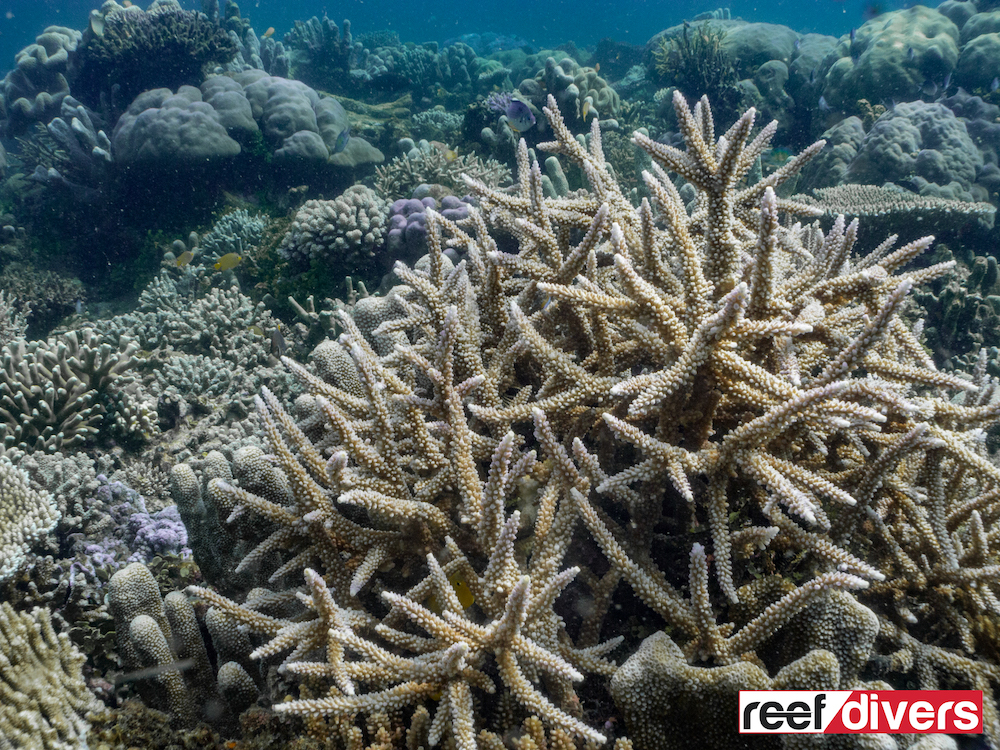 acropora-formosa