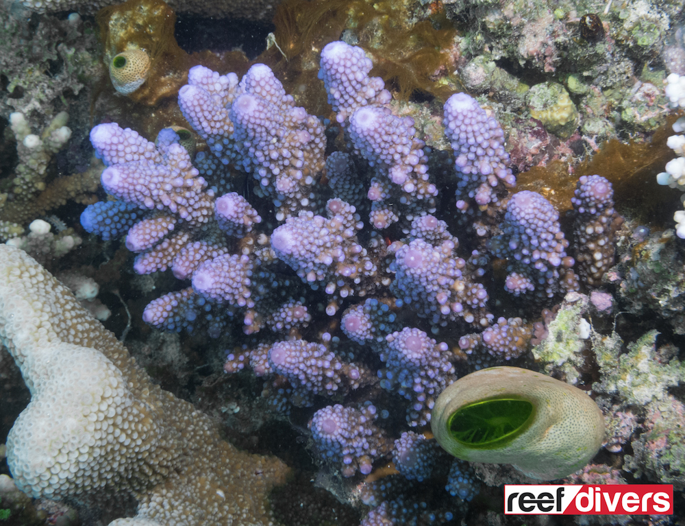 Acropora gemmifera - Marine Savers