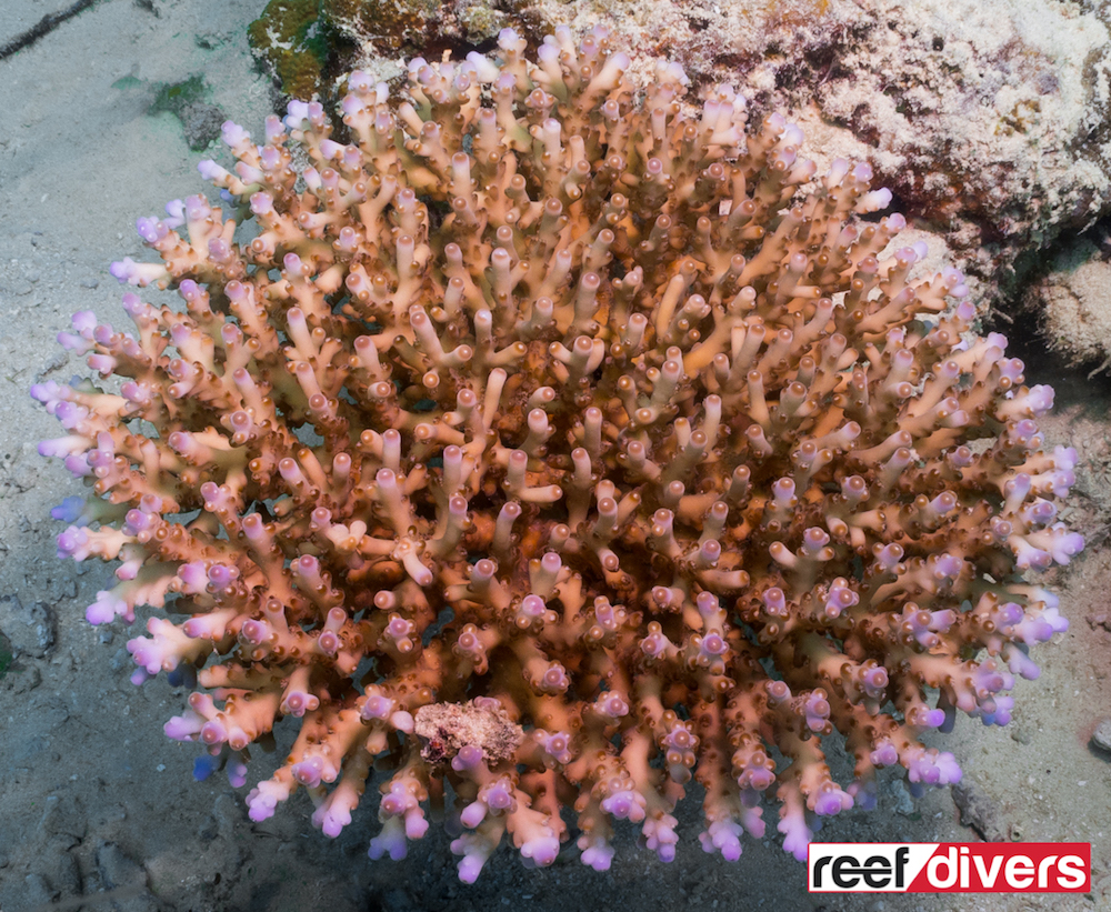 acropora-granulosa-2