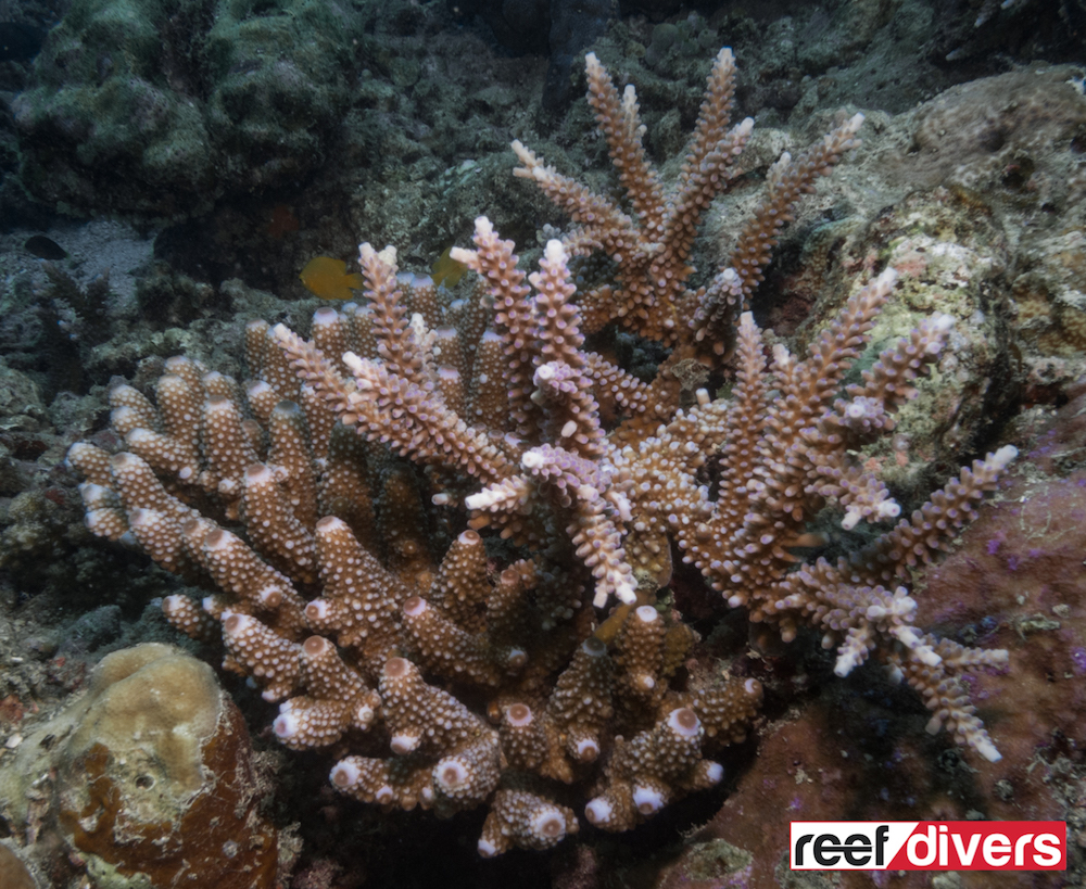 Acropora humilis on the left, with an A. formosa on the right.