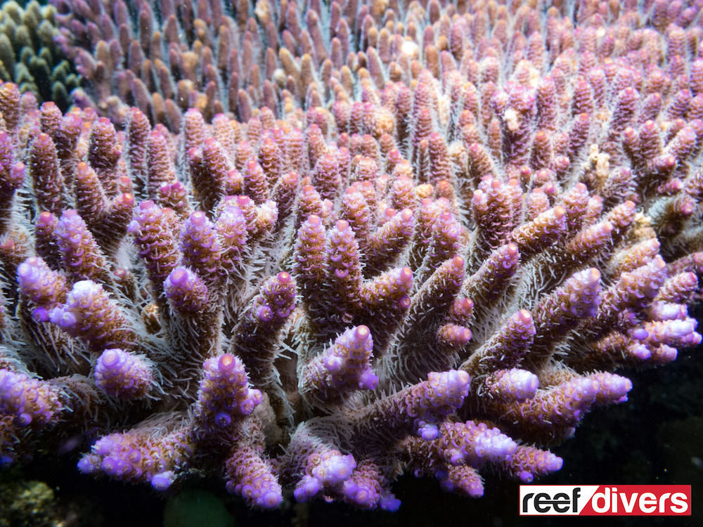 acropora-millepora-5