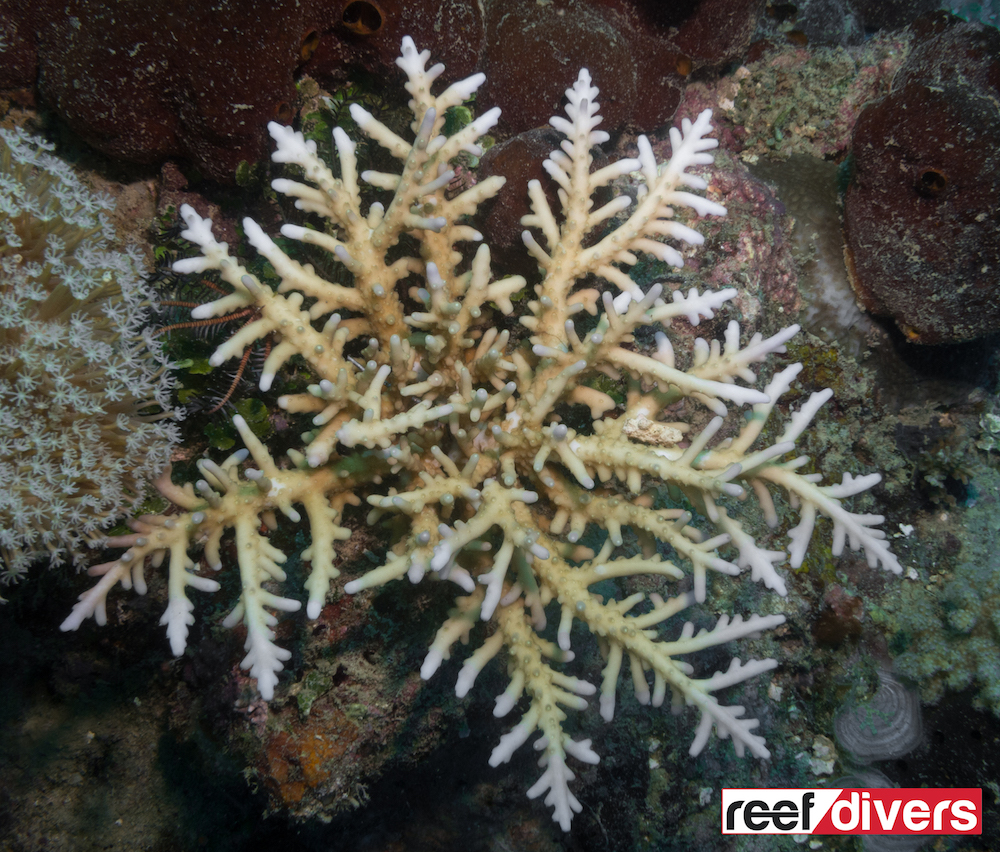 acropora-tenella-1