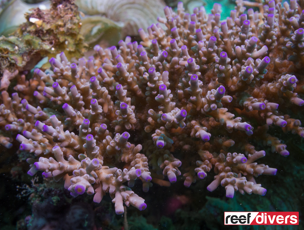 acropora-tenuis