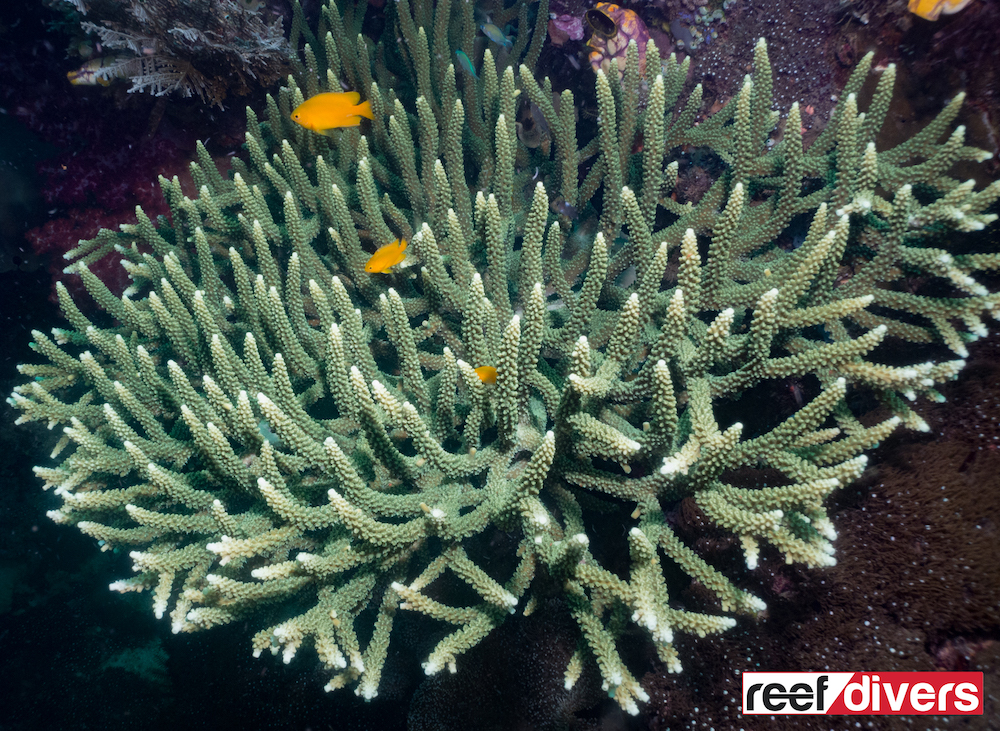 acropora-valenciennesi-1