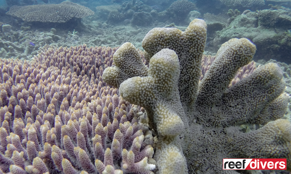 If this pictures you can see an Acropora coral on the left with each branch ending in an axial coralite. The Isopora palifera coral on the right has not axial corals, instead the corallites cover the branch evenly