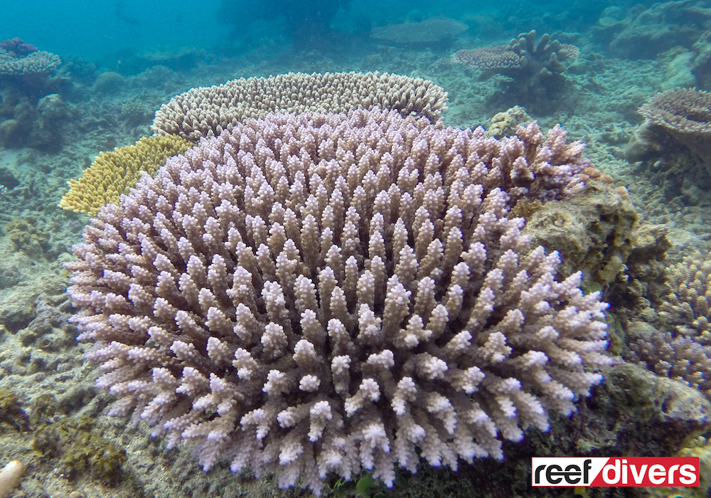 Acropora-nasuta