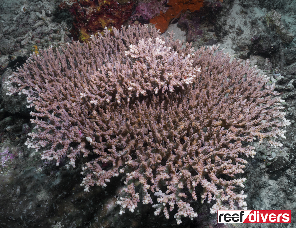 acropora-selago