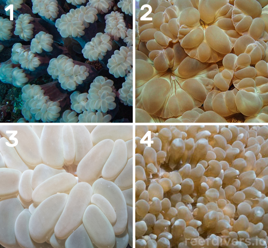 bubble-coral-species-cover