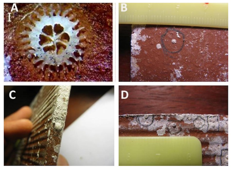 Tiles after retrieval and bleaching process. Coral recruit (A) can be found on top (B), side (C) and bottom (D) surfaces of tiles. Circling each with a pencil helps to count them precisely.