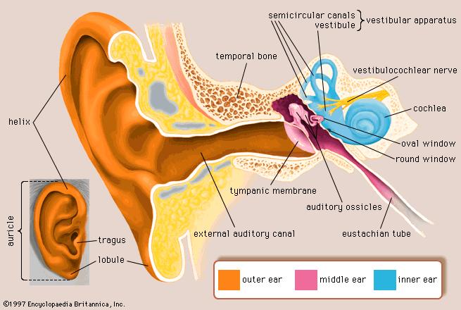 tympanic-membrane