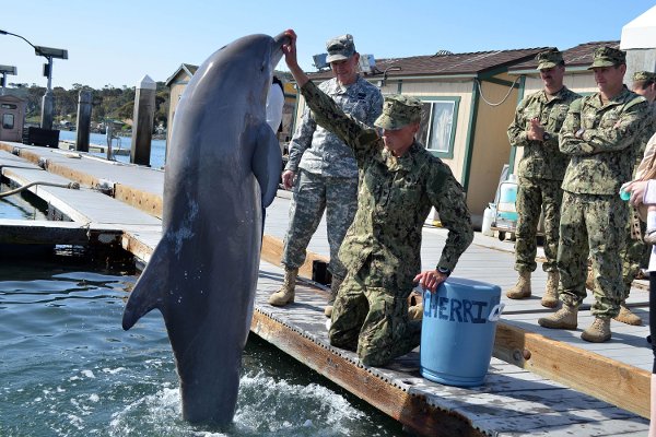 navy-marine-mammal-program