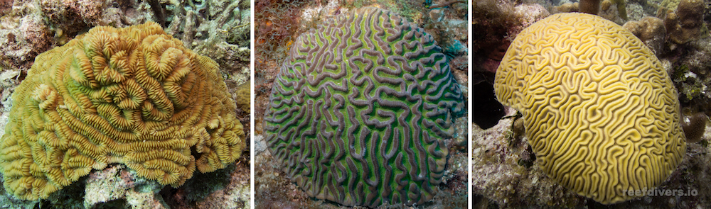 Caribbean Coral Diaries – Meandrina meandrites | Reef Builders | The ...