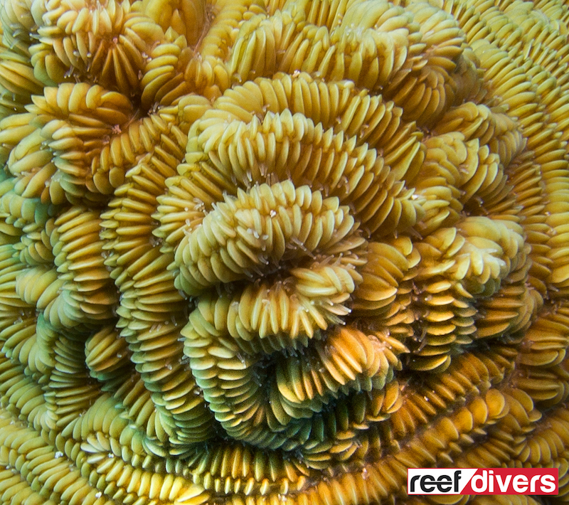 Caribbean Coral Diaries – Meandrina meandrites | Reef Builders | The ...