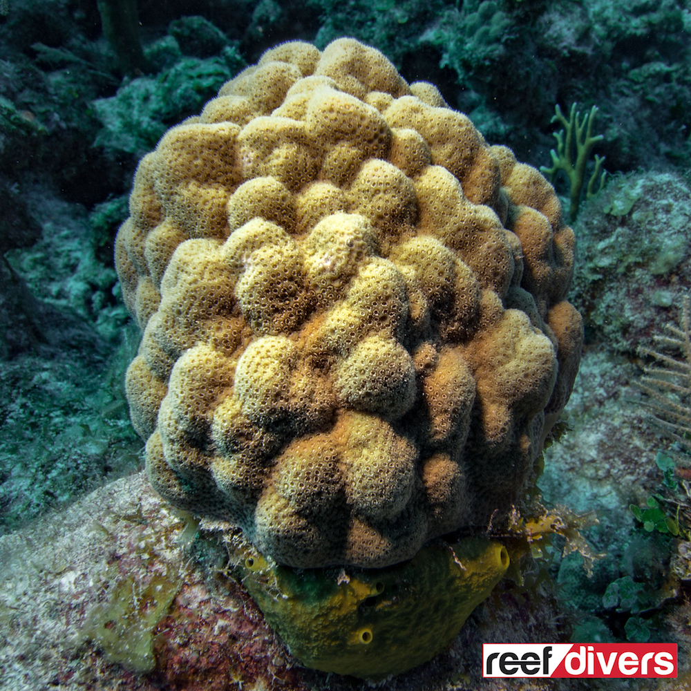 porites asteroides