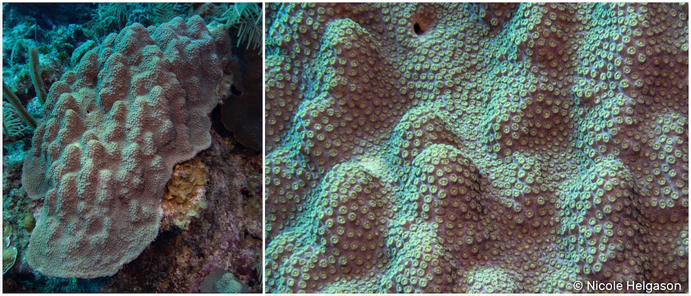 Mountainous Star Coral