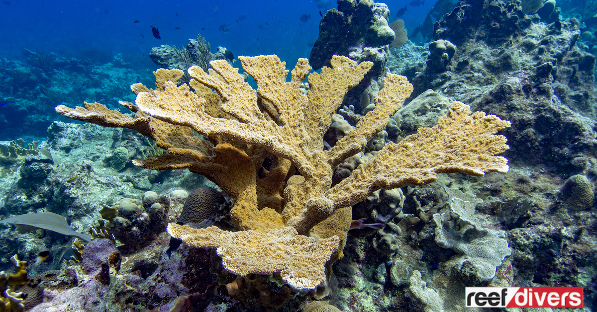 Coral Elkhorn Acropora Palmata Considerado Dos Corais Construção Recifes  Mais fotos, imagens de © johnanderson #201443658