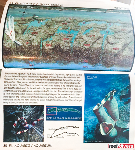 Roatan Dive Guide Is The Ultimate Guide For Scuba Diving Roatan Honduras, Reef Builders