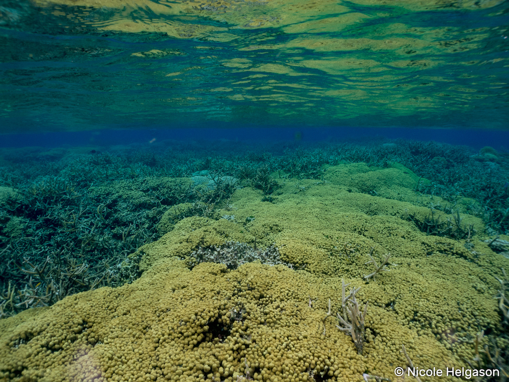 Porites furcata