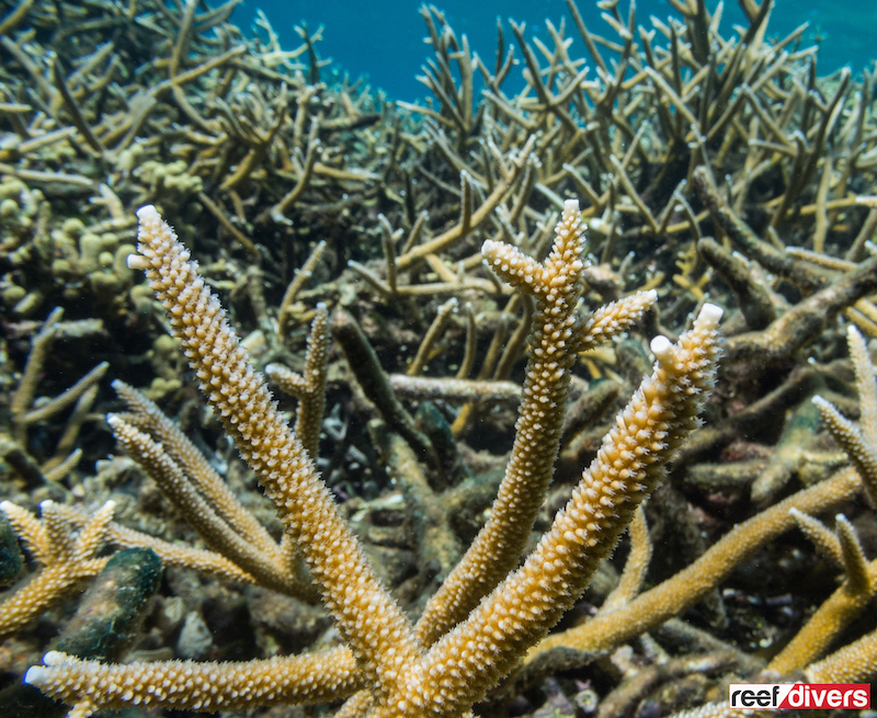 A healthy stand of Staghorn coral (Acropora cervicornis)