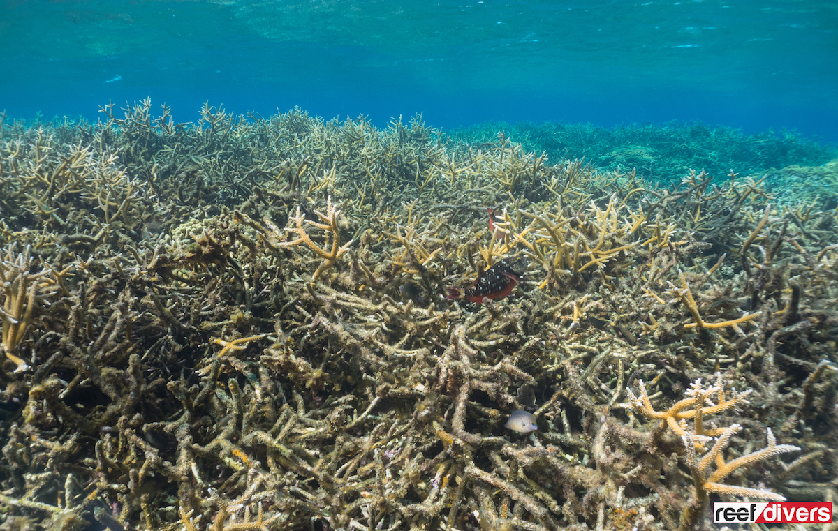 A healthy stand of Staghorn coral (Acropora cervicornis)