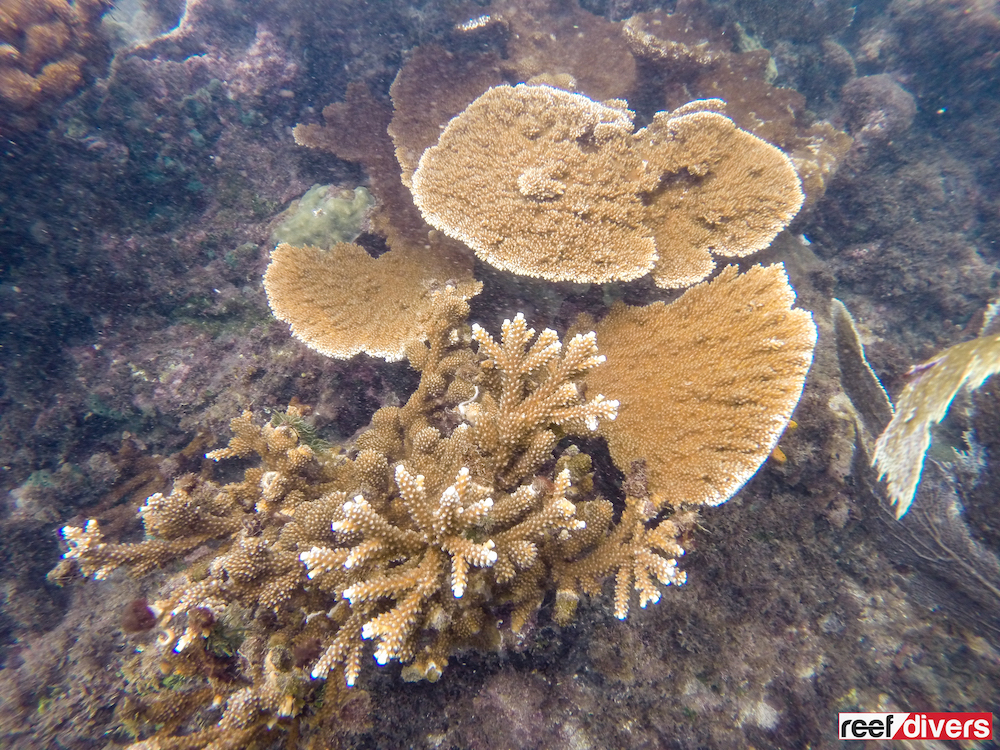 Fused Staghorn Coral (Acropora prolifera)