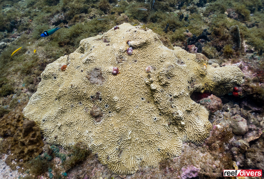 Caribbean Coral Diaries: Pseudodiploria clivosa | Reef Builders | The ...