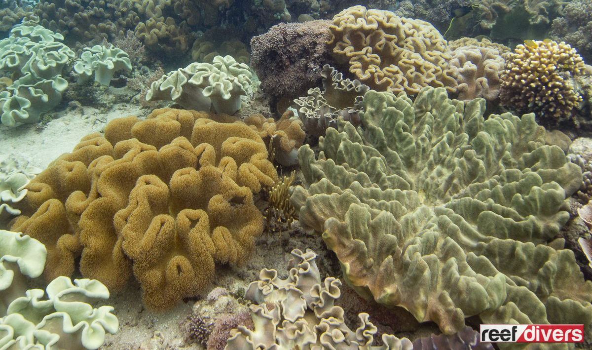 Leather Corals in Sulawesi