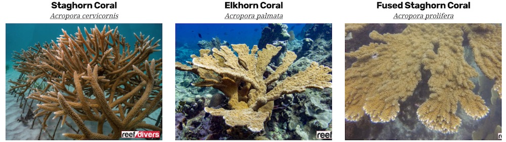 Fused Staghorn Coral (Acropora prolifera)