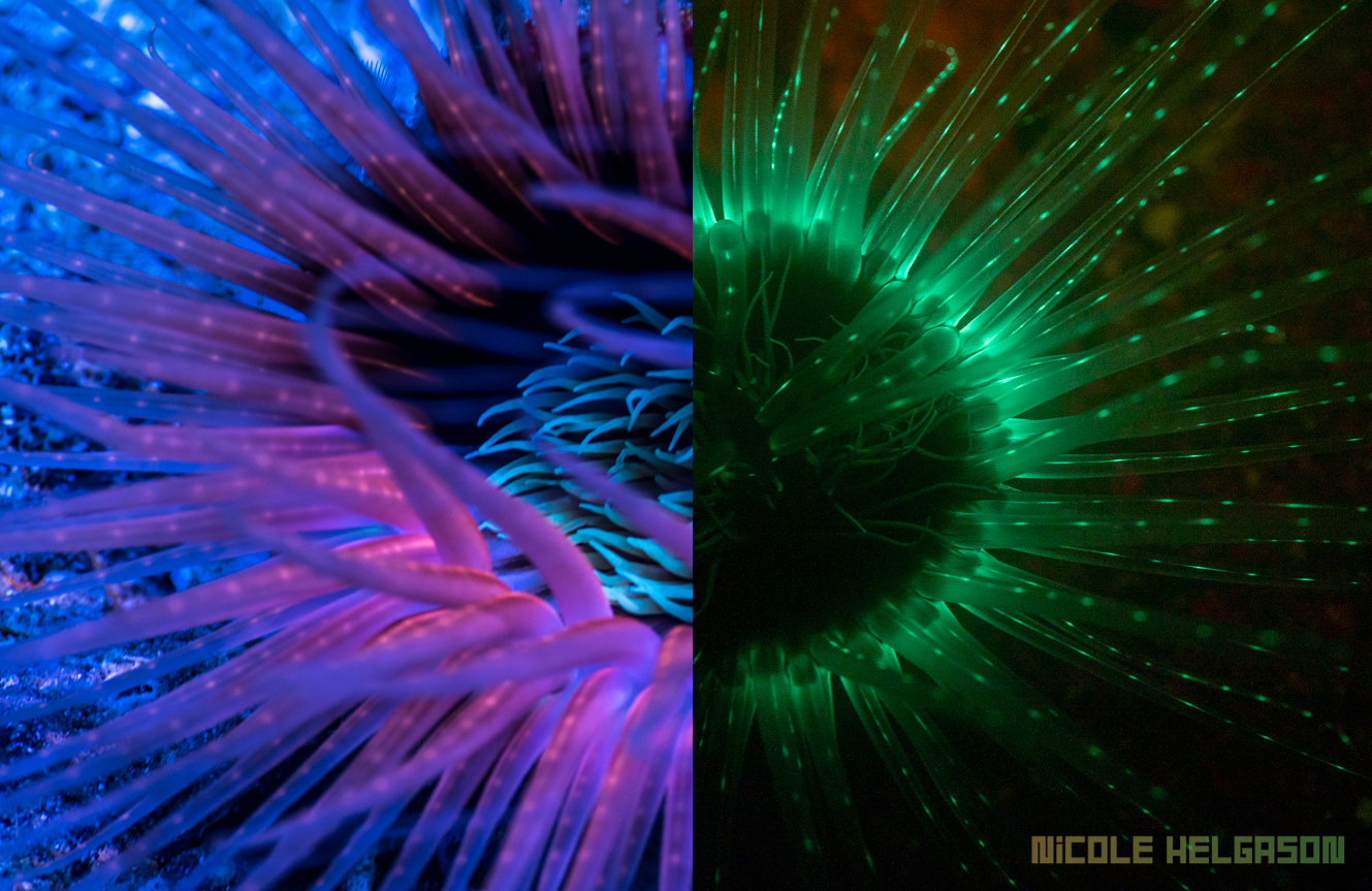 Fluorescent Tube Anemone