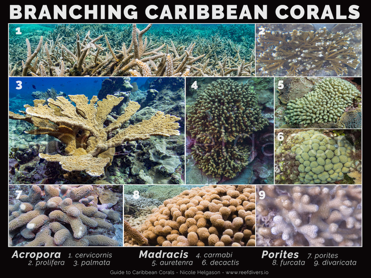 Learn to Spot Six Types of Branching Coral - Ocean Gardener