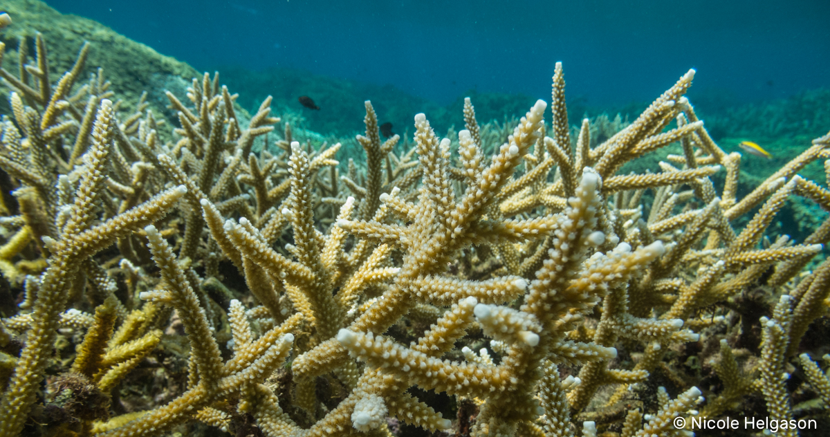 Staghorn Coral (Acropora cervicornis) Dimensions & Drawings