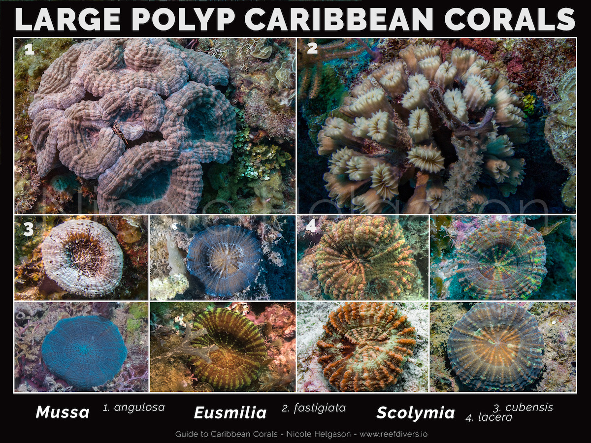 Coral Polyp