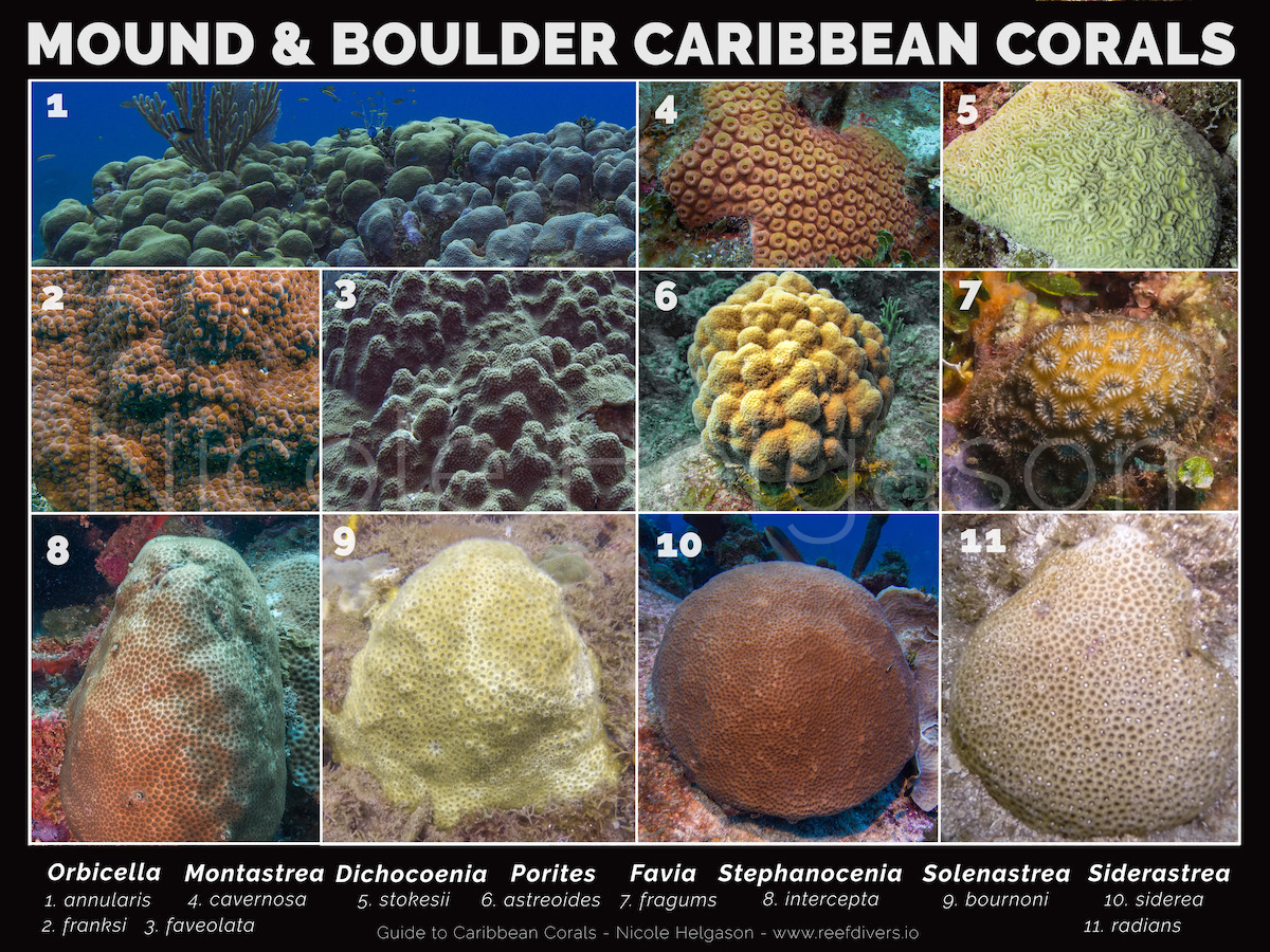 Types Of Hard Coral