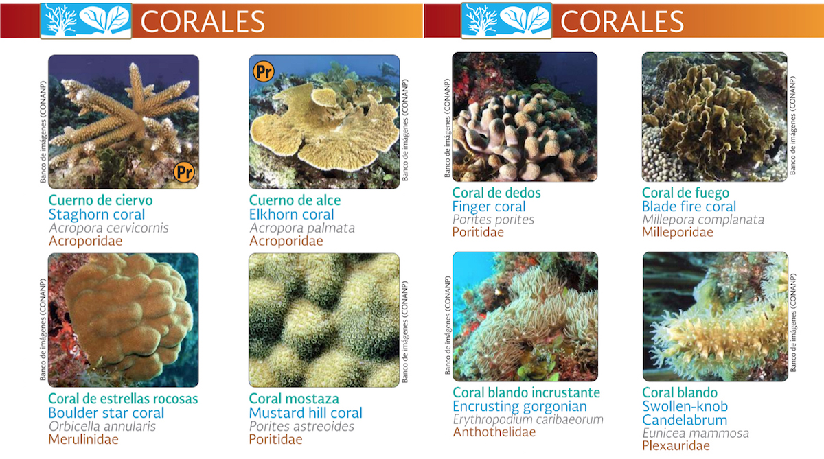 FREE DOWNLOAD - Guide To Marine Species of Isla Mujeres and Cancun ...