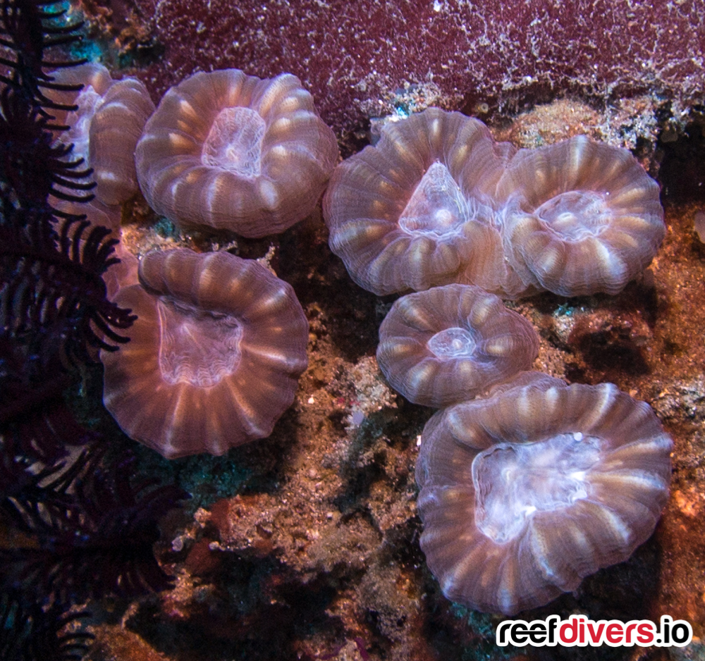 Caulastrea furcata: Indo-Pacific Coral Spotting