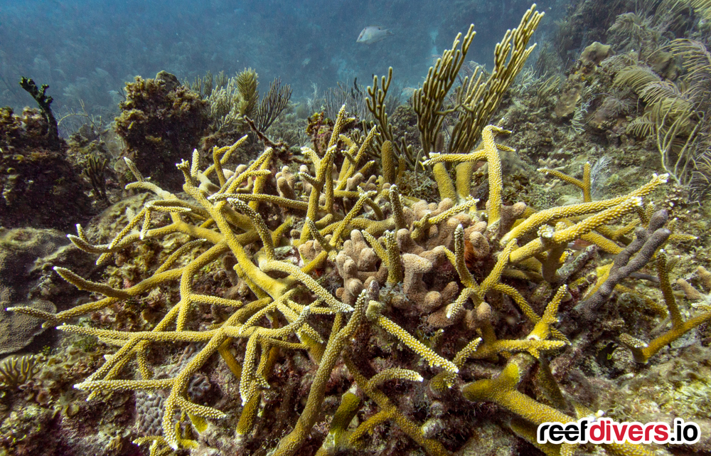 The Caribbean coral Acropora palmata will not vanish without a