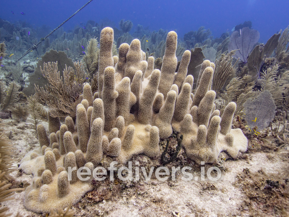 Staghorn coral (Acropora cervicornis) found at Caverns. - Living