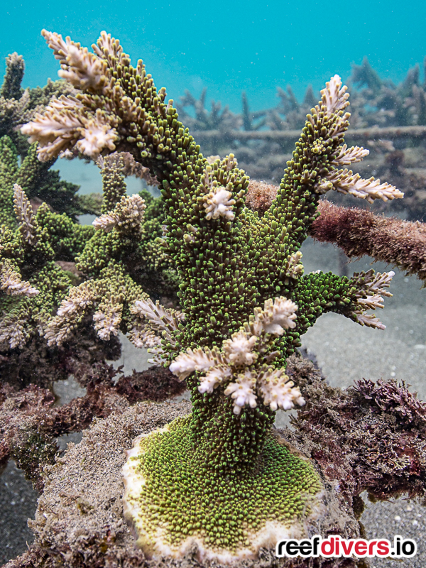 Artificial Coral Reef Known As The Pyramids Javes Sea Amed Bali