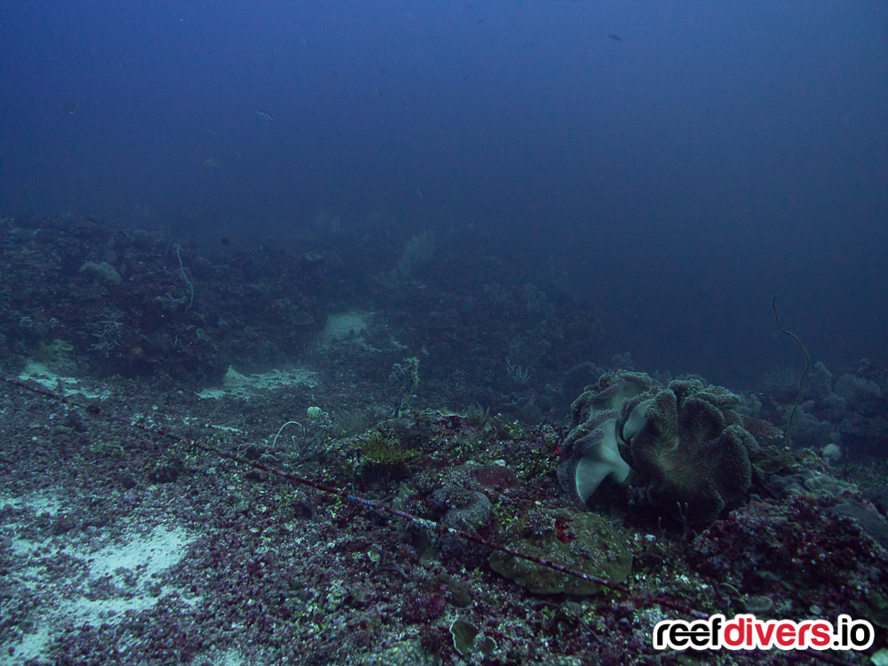 Thresher Shark Diving Malapascua